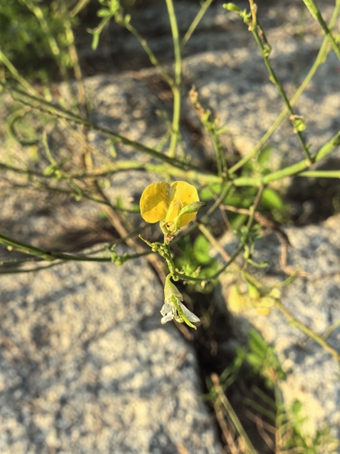Sesbania Pea