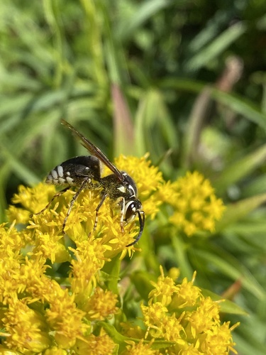 Bald-faced Hornet