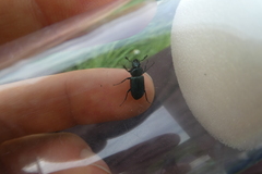 Platycerus