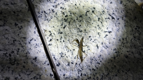 Sastrapada robustoides