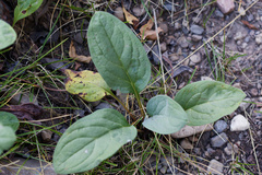 Cynoglossum officinale