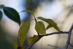 Populus angustifolia