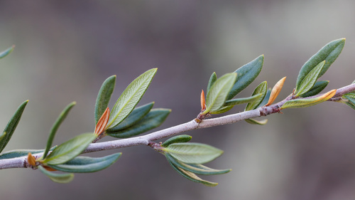Cercocarpus ledifolius