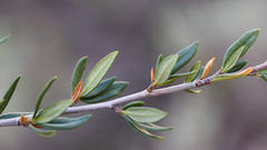 Cercocarpus ledifolius