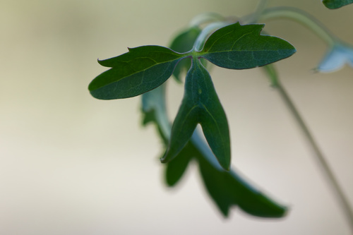 Clematis orientalis, photograph 1