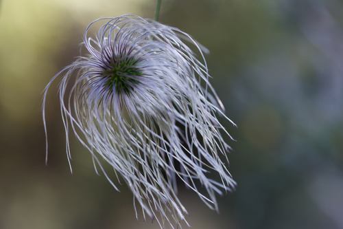 Clematis orientalis