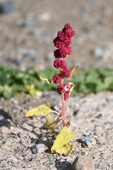 Blitum capitatum