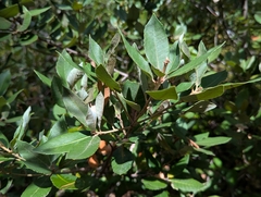 (c) David Anderson, some rights reserved (CC BY) Notholithocarpus densiflorus, photograph (c) David Anderson, some rights reserved (CC BY)