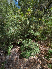 (c) David Anderson, some rights reserved (CC BY) Notholithocarpus densiflorus, photograph (c) David Anderson, some rights reserved (CC BY)