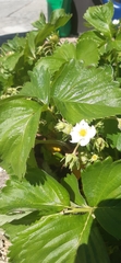 Fragaria × ananassa