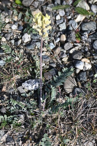 Oxytropis campestris, 2026-09-22