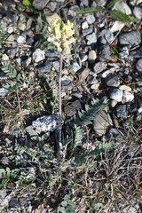 Oxytropis campestris