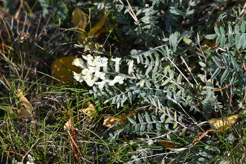 Oxytropis campestris, 2026-09-22
