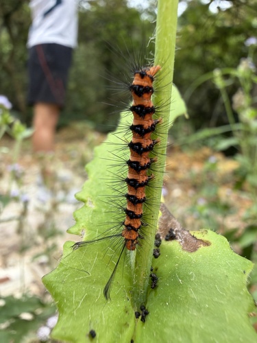Nyctemera lacticinia