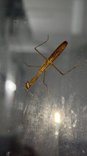 Asian Jumping Mantis