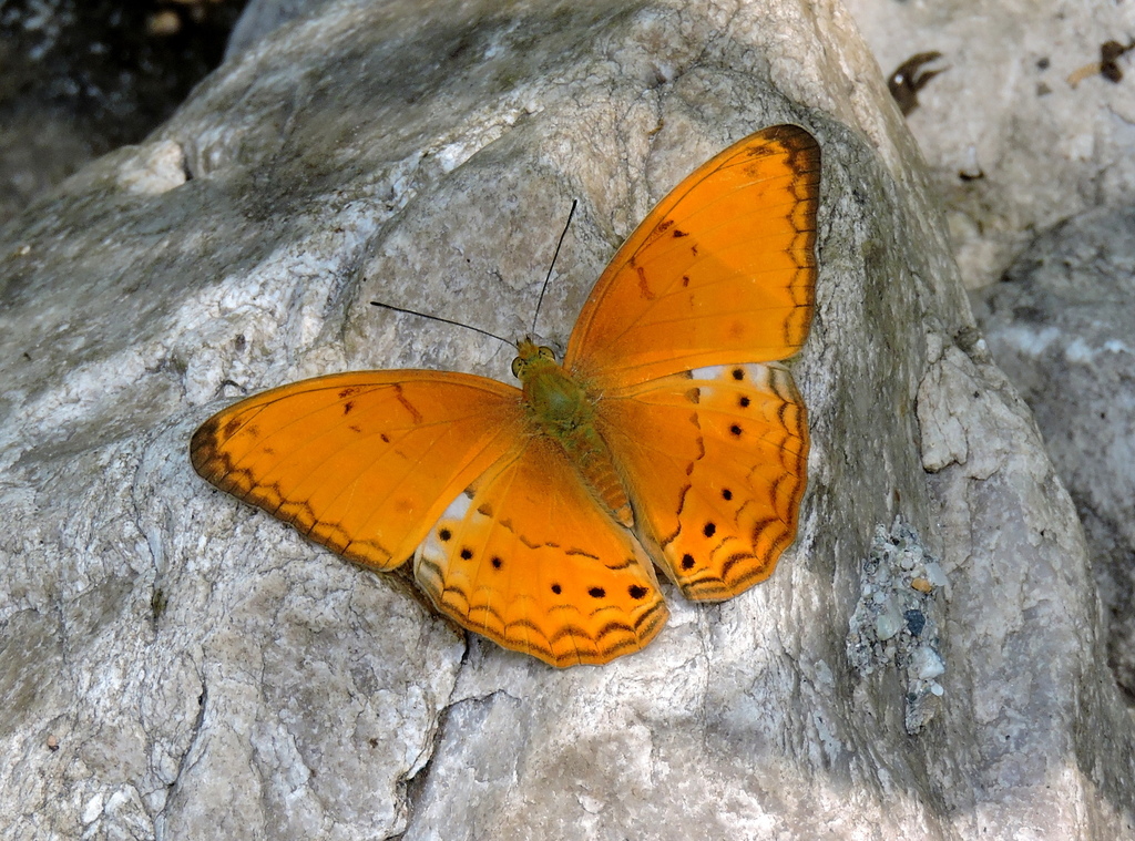 Common Yeoman