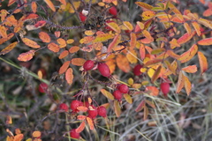 Rosa acicularis