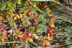 Rosa acicularis, photograph (c) Syd Cannings, some rights reserved (CC BY)