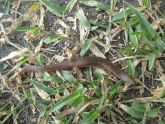 Subdoluseps bowringii