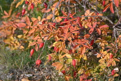 Rosa acicularis, photograph (c) Syd Cannings, some rights reserved (CC BY)