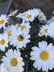 Andrena flavipes