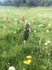 Alopecurus pratensis