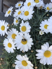 Andrena flavipes