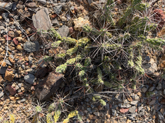 Grusonia aggeria