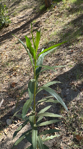 Baccharis salicifolia