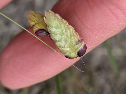 Greater Quaking Grass