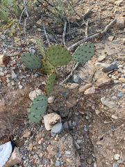 Opuntia macrocentra, photograph (c) IDClaire, some rights reserved (CC BY)