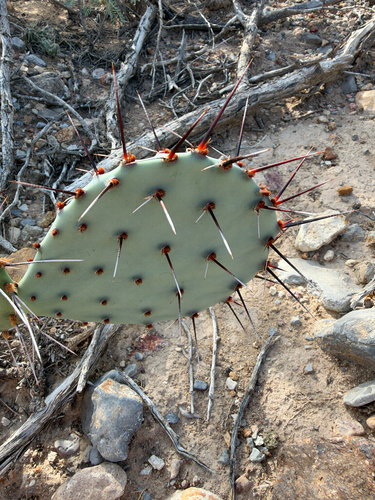 Opuntia macrocentra