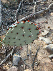 Opuntia macrocentra