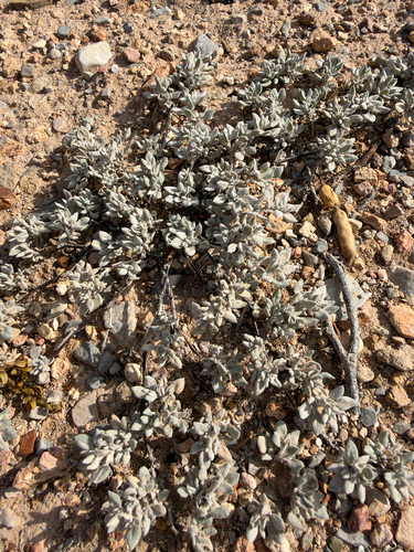 Tiquilia canescens, 2026-09-24