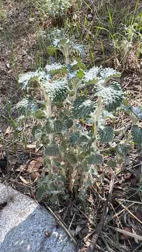 Marrubium vulgare, photograph 1