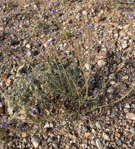 Verbena neomexicana, photograph 1