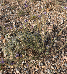 Verbena neomexicana, photograph (c) IDClaire, some rights reserved (CC BY)