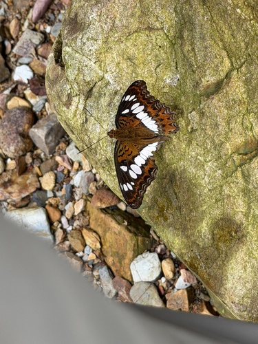 Commander
