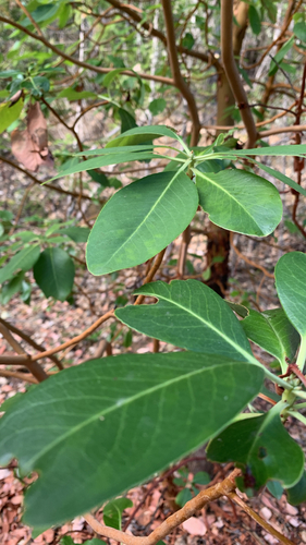 Pacific madrone