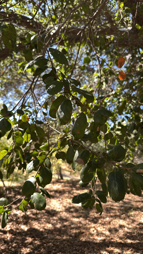 Quercus agrifolia