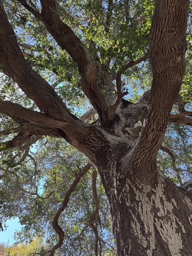 Quercus agrifolia, photograph 2