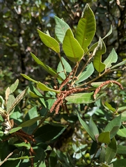 (c) David Anderson, some rights reserved (CC BY) Notholithocarpus densiflorus, photograph (c) David Anderson, some rights reserved (CC BY)