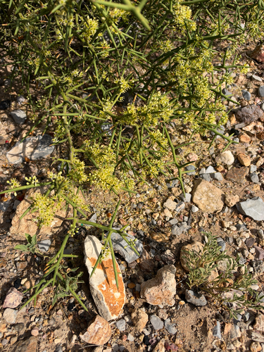 Koeberlinia spinosa
