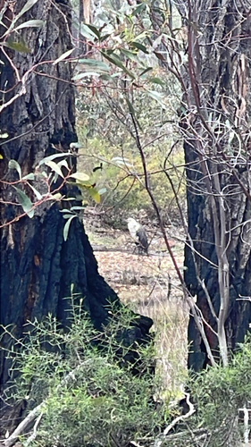 White-necked Heron