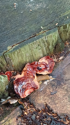Beefsteak Polypore