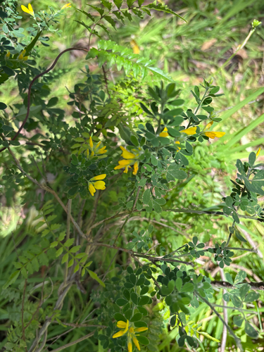 French broom