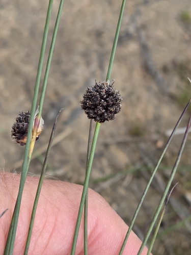 Chorizandra enodis, 2026-09-26