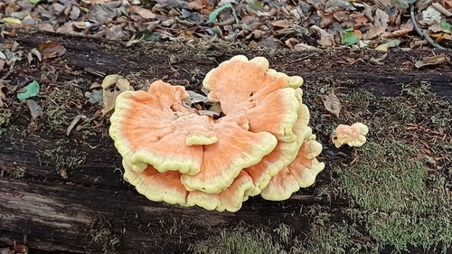 chicken of the woods