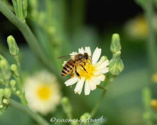 Asian Honey Bee