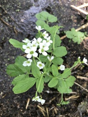 Cardamine amara